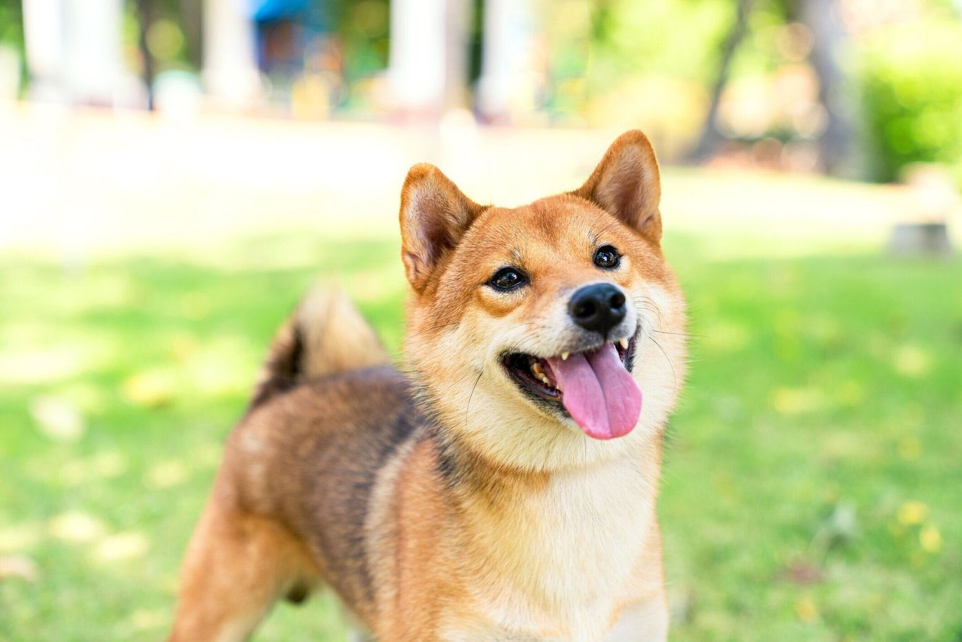 獣医師監修 犬のフケの原因 大量のフケの原因や考えられる病気も いぬのきもちweb Magazine
